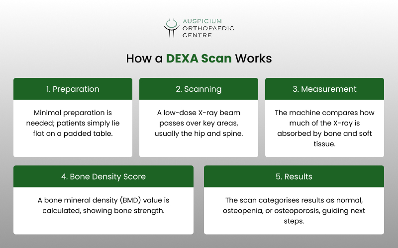 Infographic on how a DEXA scan works