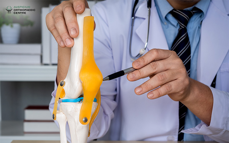 Medical professional in white coat pointing at a detailed knee joint model with bones, ligaments, and cartilage.